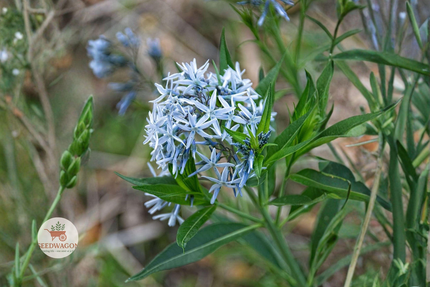 Eastern Bluestar Seeds, Amsonia tabernaemontana, Blue star flower, Perennial wildflower seeds, Native garden plant, Pollinator attractant, Cottage garden seeds, Blue flowering seeds, Fall foliage plant, Easy grow seeds, Naturalized landscape, Spring bloom seeds, Garden border plant
