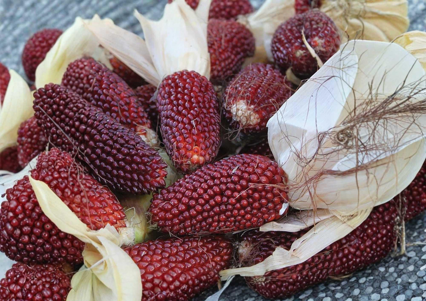 60+ Strawberry Ruby Corn Seeds - Heirloom Organic Popping Corn, Red Mini Ears, Garden Planting, Ornamental & Edible Variety