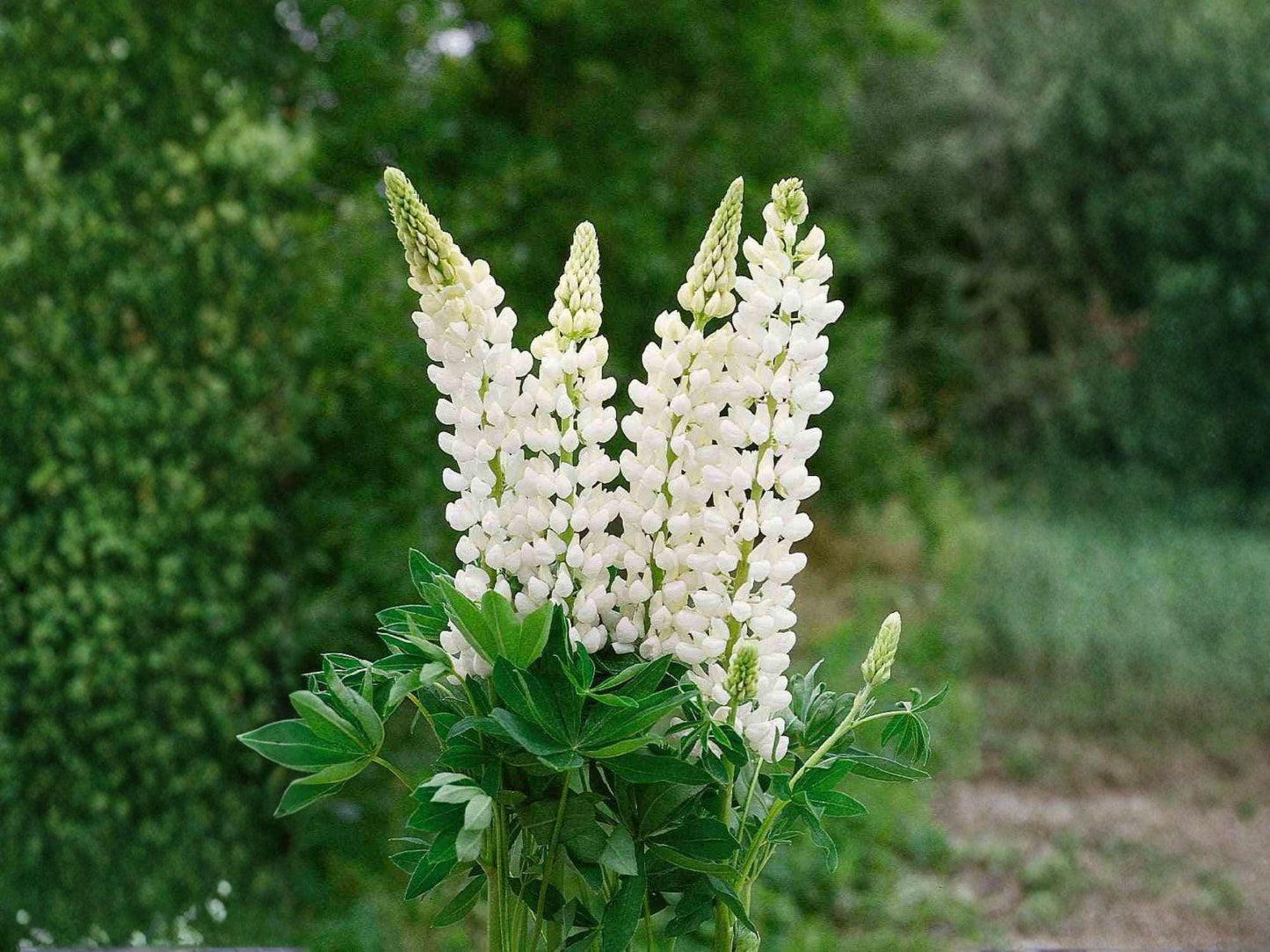 Russell White Lupine Seeds – Lupinus polyphyllus Perennial Wildflower for Cottage & Pollinator Gardens