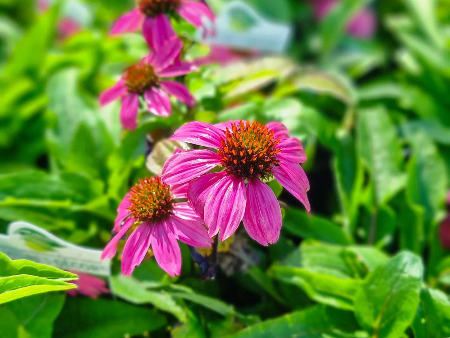 Purple Coneflower Seeds – Echinacea purpurea Native Perennial Wildflower for Pollinator Gardens and Cottage Landscapes