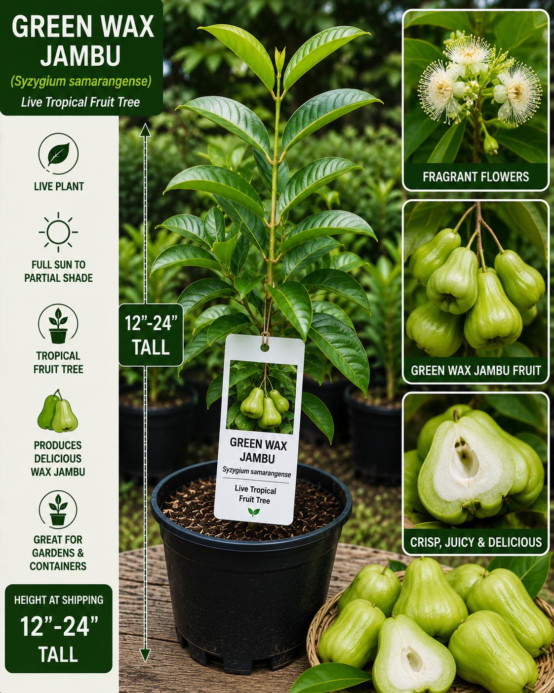 Green Wax Jambu Live Fruit Tree – Syzygium samarangense – Tropical Edible Landscape, Small Starter Plant