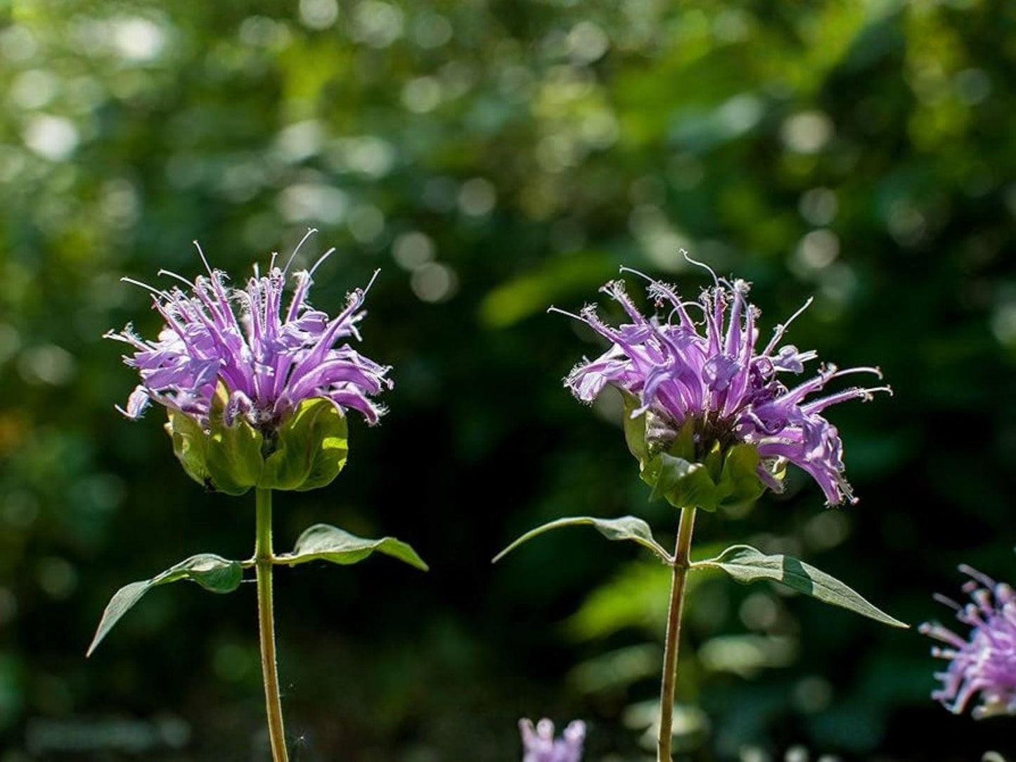 Purple Bergamot Seeds – Heirloom Monarda media for Pollinator Gardens, Non-GMO, Open-Pollinated, Wildflower, Native Perennial