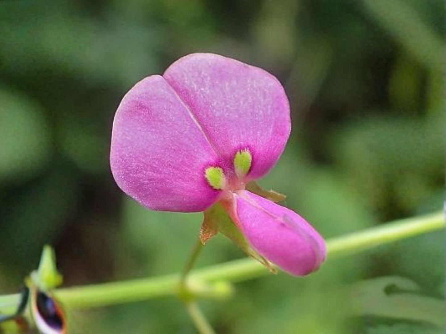 Desmodium paniculatum Seeds – Native Wildflower, Heirloom, Non-GMO, Pollinator-Friendly, Prairie & Naturalized Garden Plant