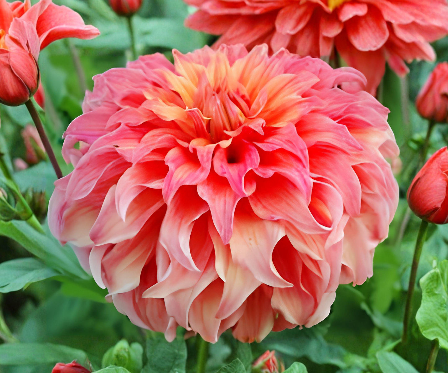 Dahlia Wyn's Moonlight Sonata Tubers – Coral Pink Fully Double Flowers, Summer Fall Blooming Garden Plants