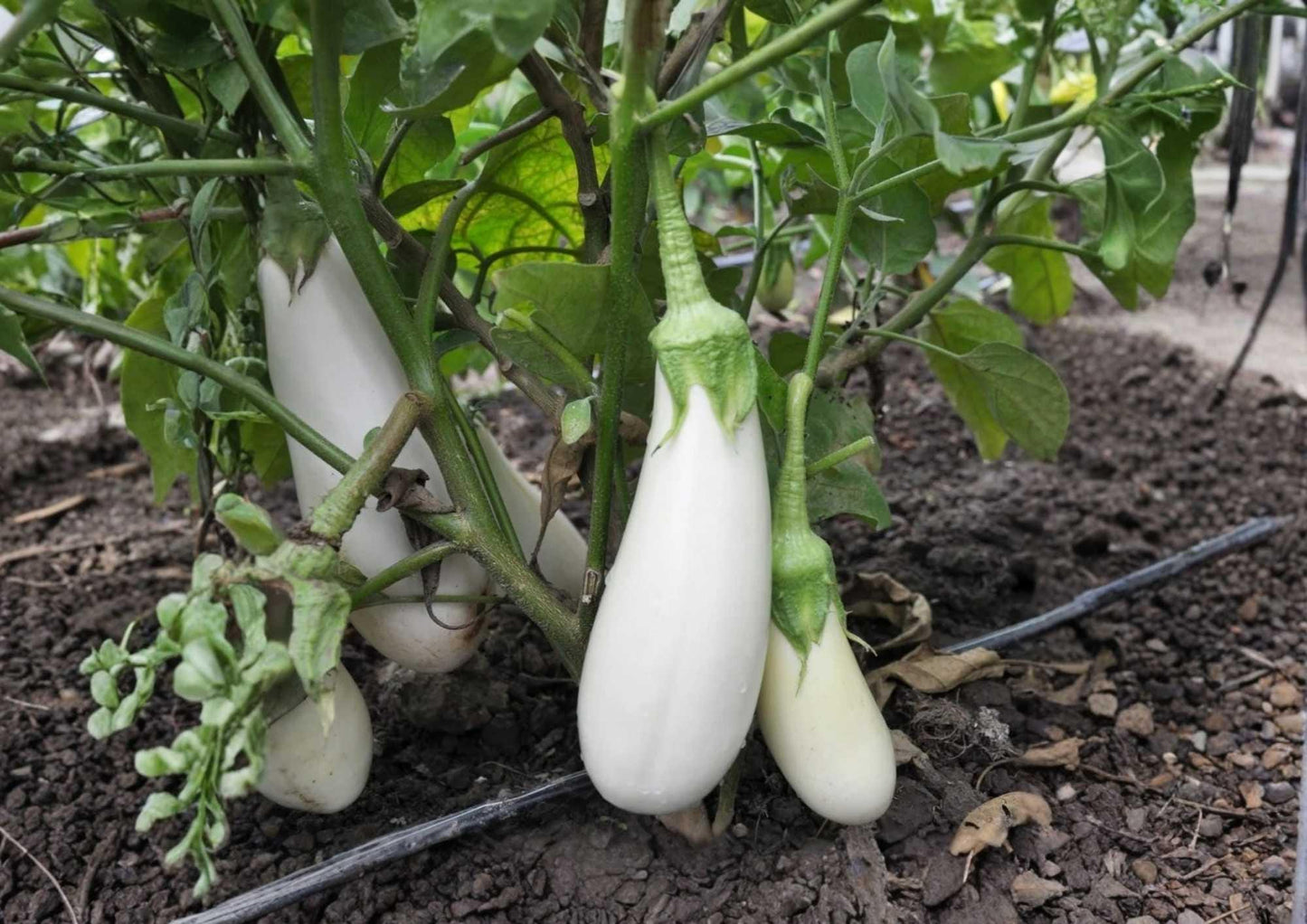 Casper White Eggplant Seeds – Heirloom Non-GMO Gourmet Vegetable Seeds for Garden Planting, Smooth Ivory Fruits