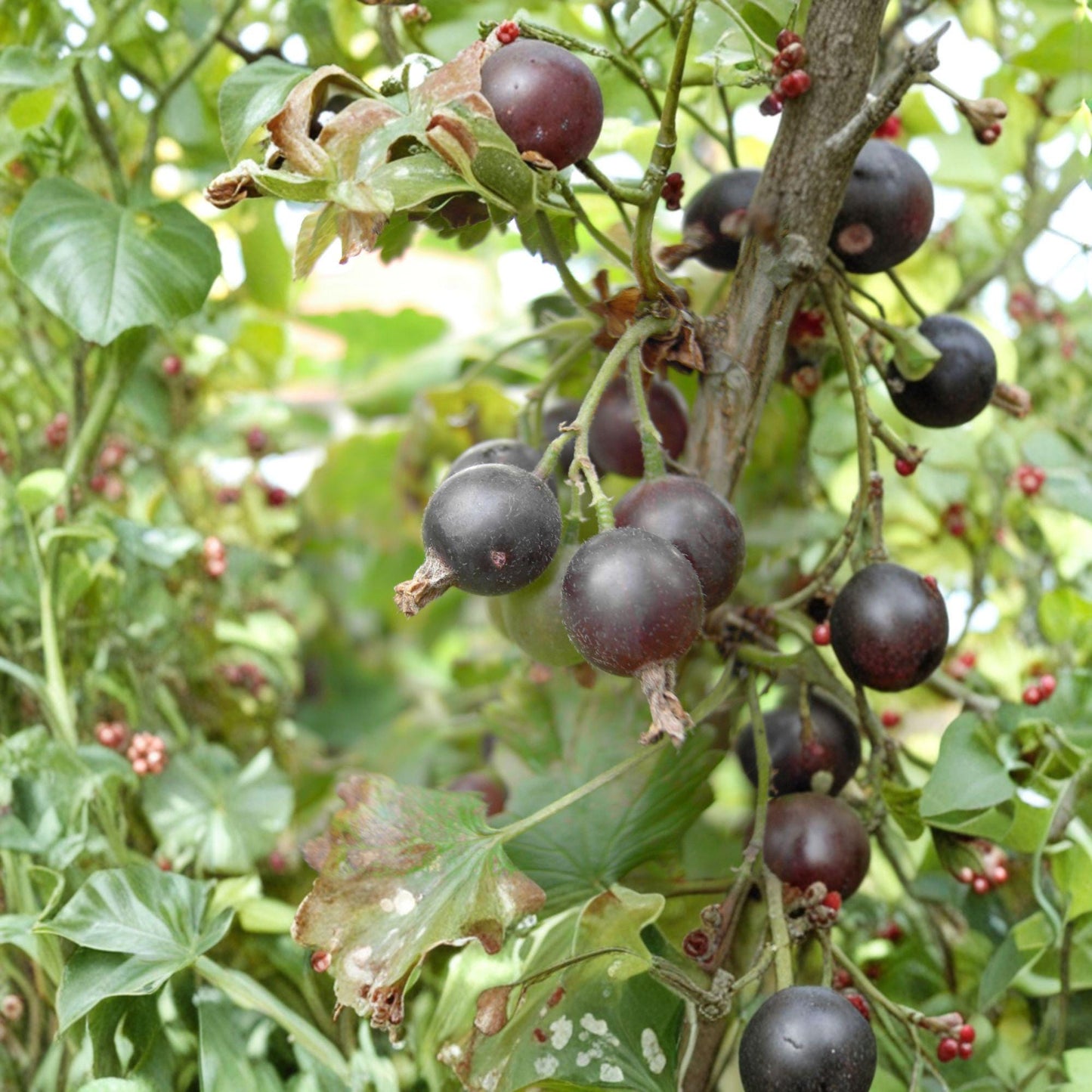 Jostaberry Unrooted Cuttings – Ribes × nidigrolaria Hybrid Fruit Shrub for Propagation, Dark Berries, Full Sun to Partial Shade