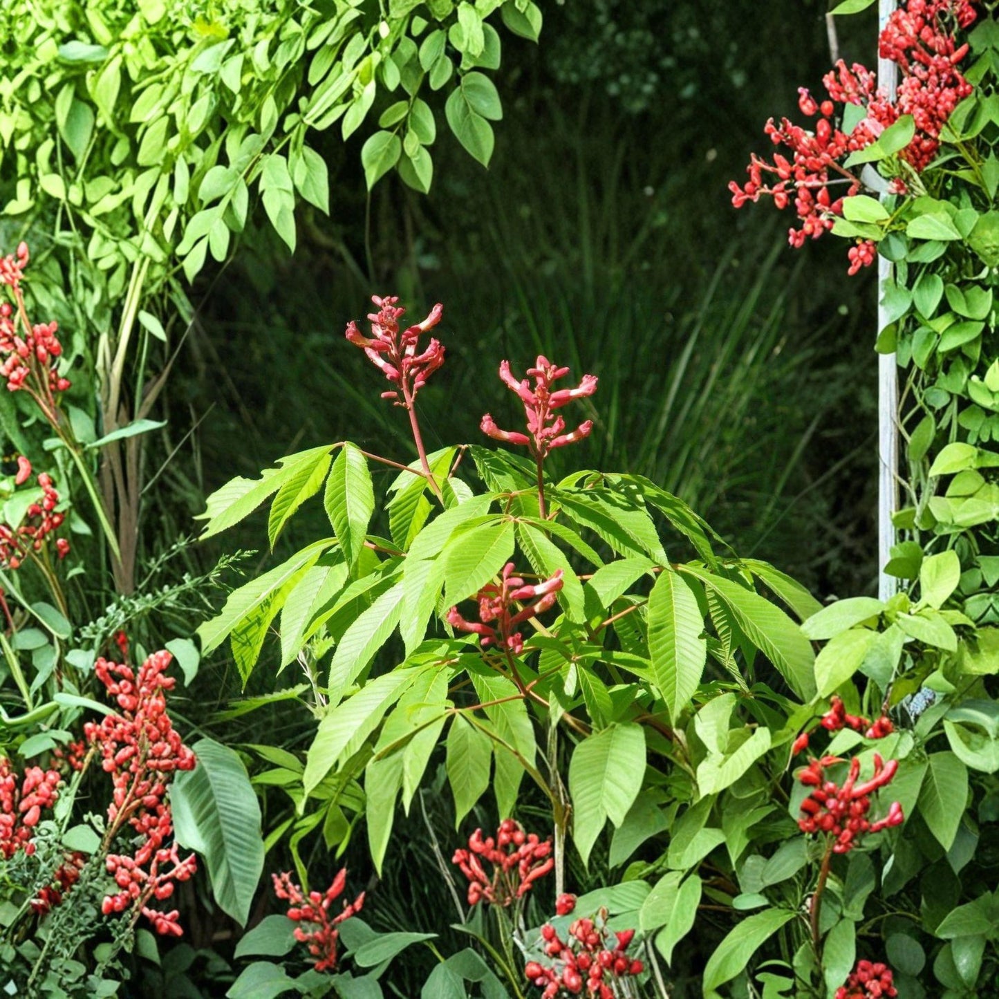 Red Buckeye Live Plant Bare Root – Aesculus pavia, Deciduous Shrub, Red Flowers, 16+ Inches