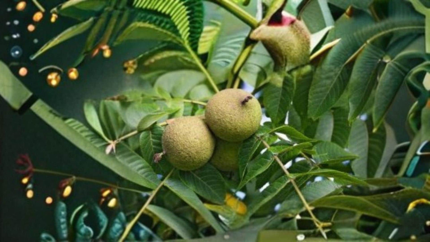 Live Oak Seeds – Quercus virginiana – Evergreen Oak Tree for Landscaping & Outdoor Planting