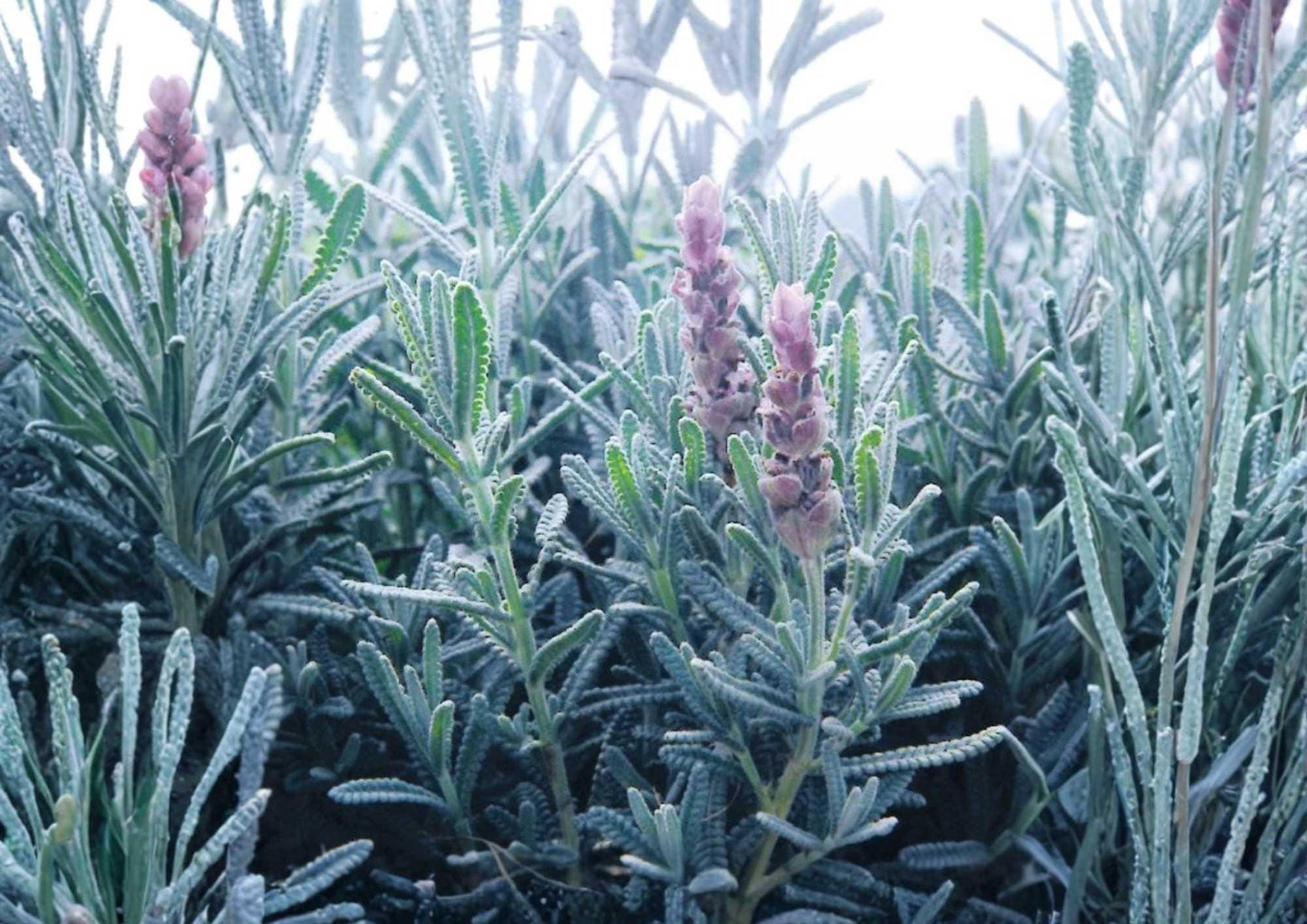 Lavender Vera Seeds – Heirloom Herb Flower Seeds for Garden, Fragrant Purple Blooms, Pollinator Friendly, Aromatic, Drought Tolerant