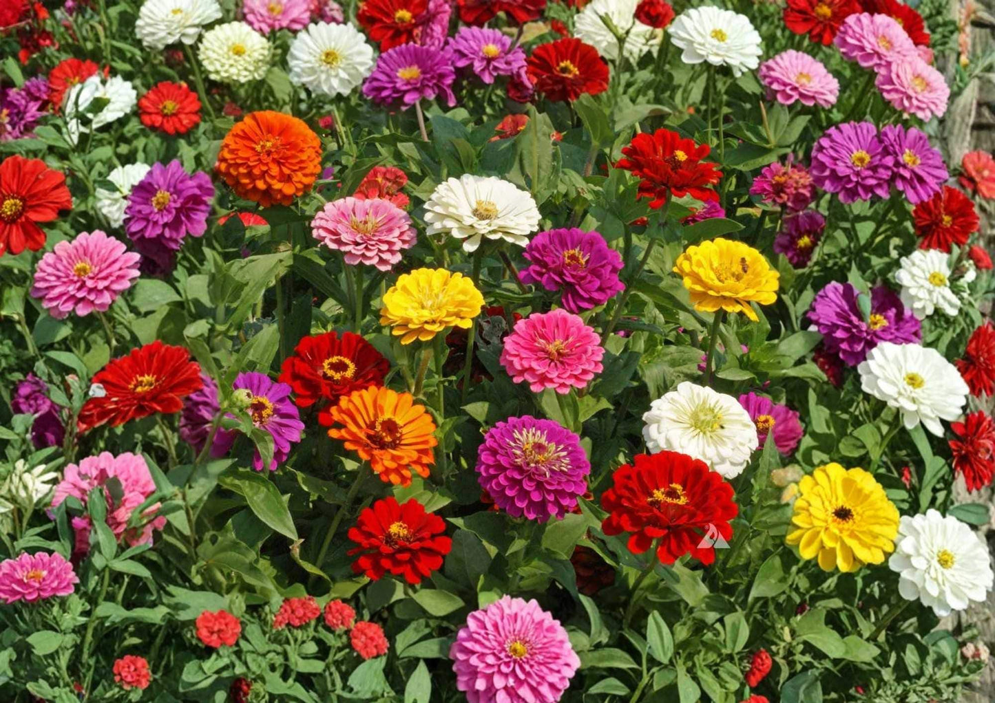 Zinnia Dwarf Thumbelina Mix Flower Seeds for Garden, Colorful Compact Blooms, Butterfly & Hummingbird Attractant