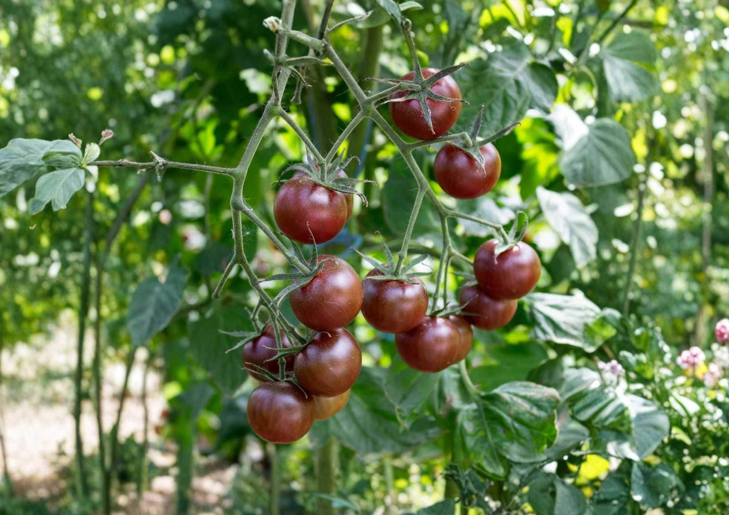 Black Prince Tomato Seeds - Heirloom Non-GMO Dark Purple Red Juicy Beefsteak Variety for Garden Planting