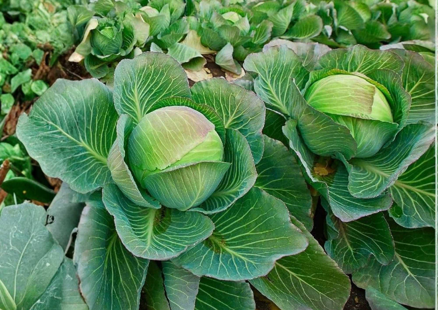 Late Flat Dutch Cabbage Seeds – Heirloom, Non-GMO, Large Dense Heads for Storage and Cooking