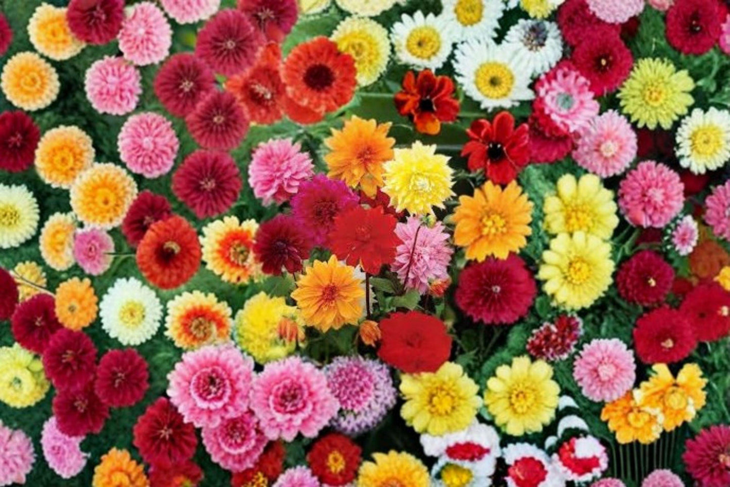 Dinnerplate Dahlia Tubers – Large Blooming Flowers, Dahlia pinnata, Garden & Container Plant, Summer Flowering Bulbs