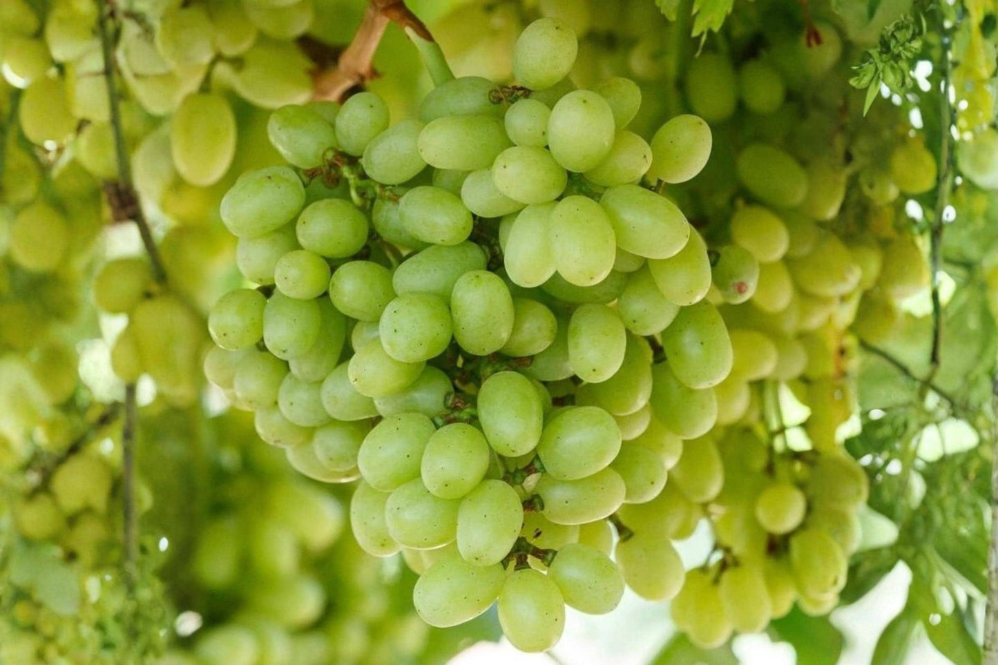 Seedless Grape Vine Plant – HOPE BUNCH Vitis vinifera, 1-2 Year Old Climbing Vine for Garden or Patio