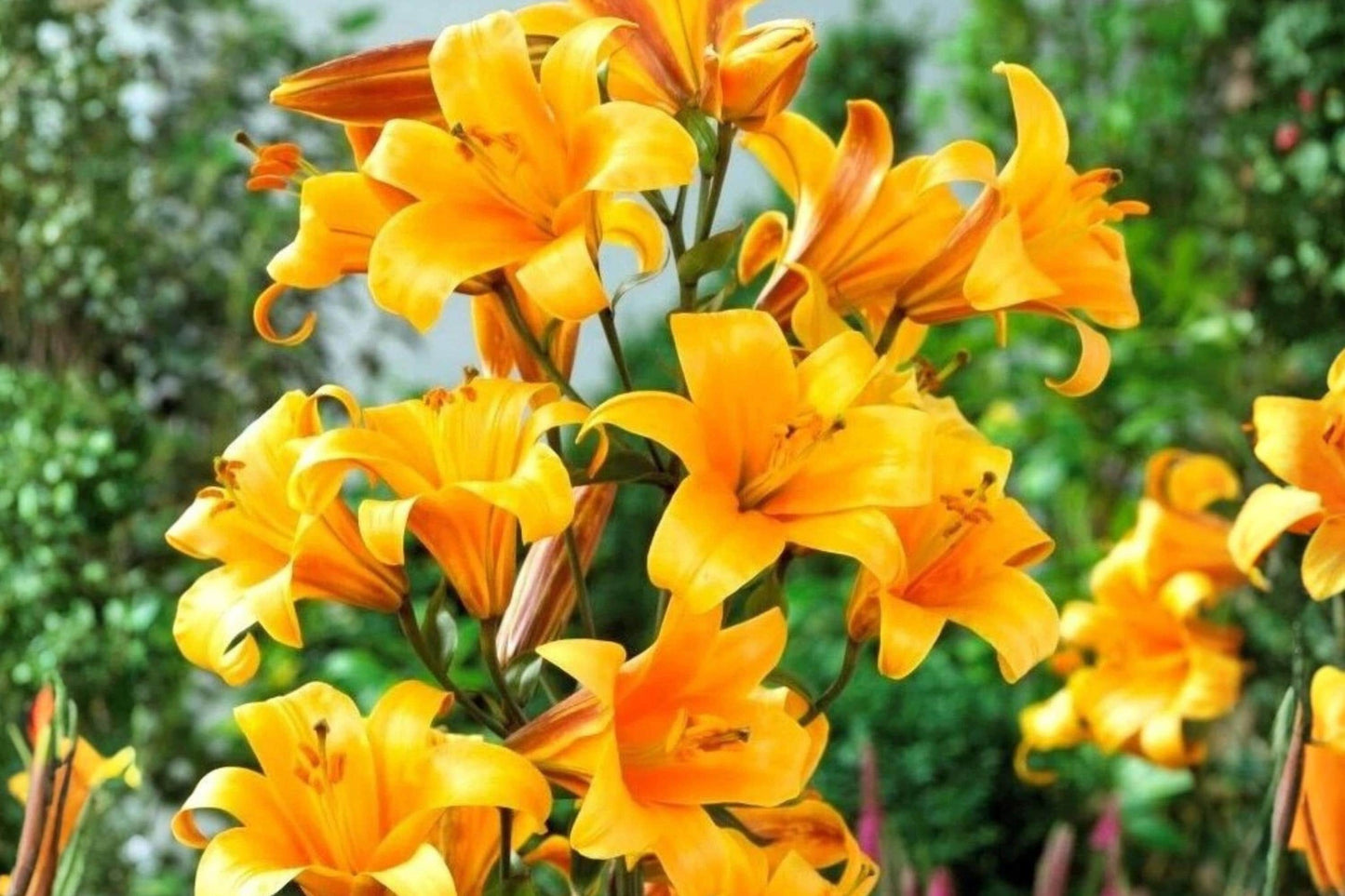 Giant Hybrid Lily Bulb - Extra Large Orange Flower - 7ΒΌ Inch Blooms - Lilium Hybrid for Garden, Borders, Cut Flowers