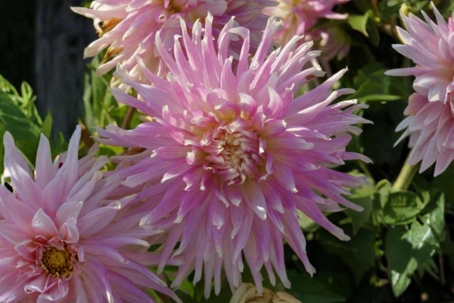 Liquid Desire Collarette Dahlia Flower Bulb Tuber Cluster - Vibrant Blooms, Garden, Cut Flower, Dahlia pinnata