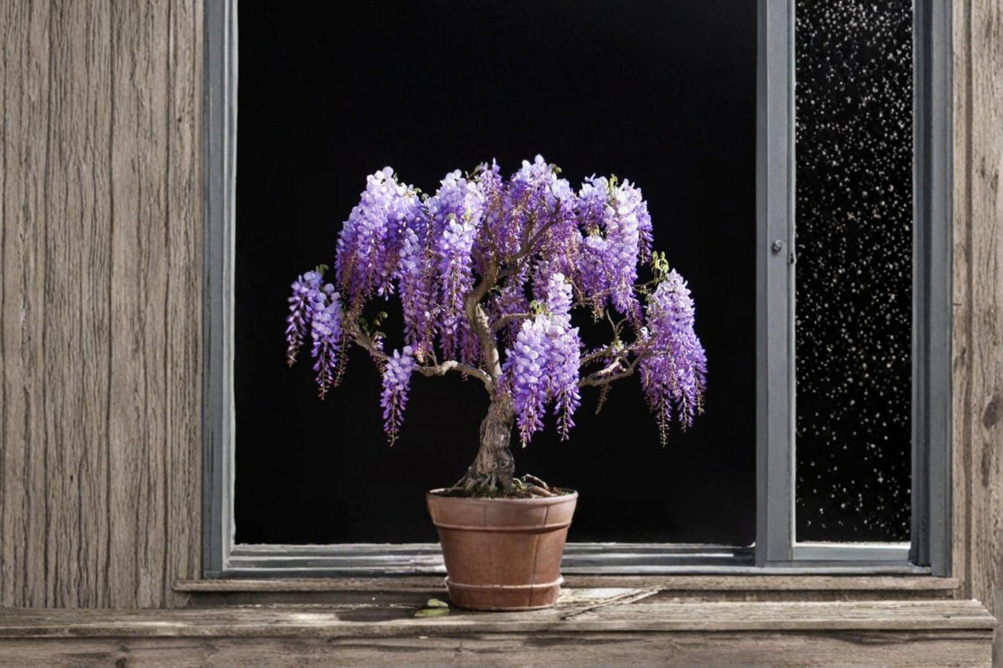 Purple Weeping Wisteria Seedling – Wisteria sinensis Flowering Vine for Garden & Bonsai
