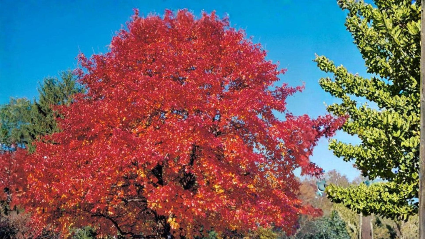 Red Oak Seeds – Quercus rubra for Landscape or Bonsai Cultivation, 5 Seeds