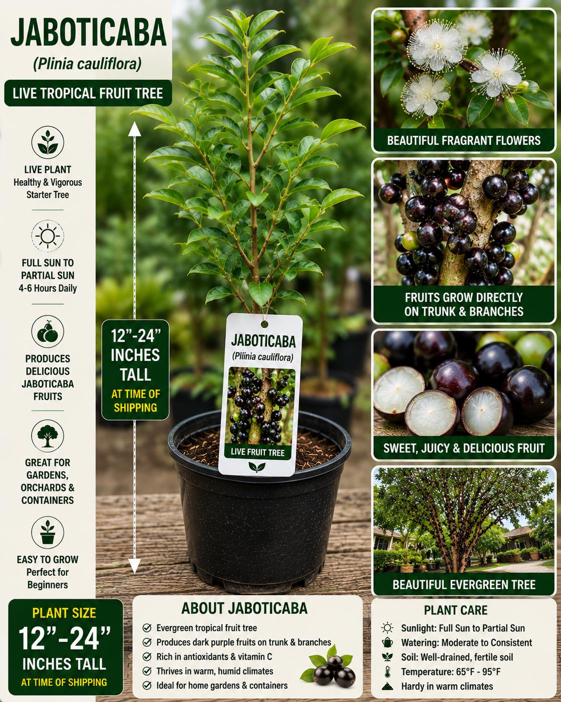 Jaboticaba Live Fruit Tree – 12-24 Inches Tall – Plinia cauliflora – Tropical Edible Tree for Backyard Gardens