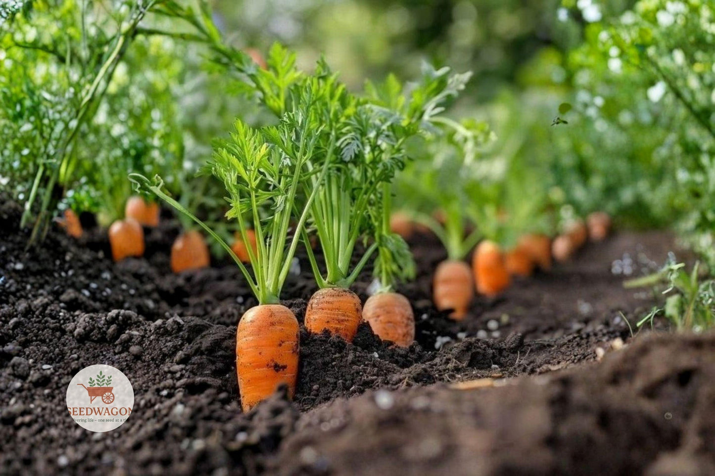 carrot seeds, heirloom vegetable seeds, orange root seeds, cool season garden, vegetable seed packets, home garden carrots, non-GMO seeds, easy grow seeds, container gardening seeds, root vegetable seeds, sweet carrot seeds, garden crop seeds, Daucus carota seeds