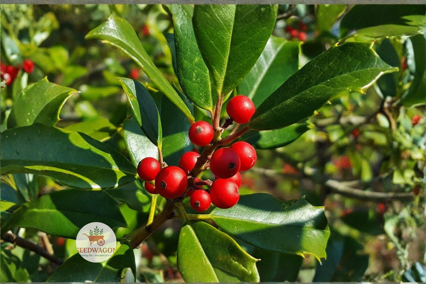 holly seed, evergreen tree seeds, winter berry seeds, ornamental holly, bird attracting plant, privacy hedge plant, Christmas holly seeds, native landscape tree, slow grow evergreen, wildlife friendly plant, red berry seeds, outdoor garden plant, specimen tree seeds