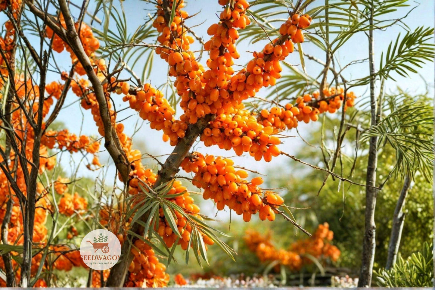 sea buckthorn seeds,hippophae rhamnoides berries,edible berry shrub,hardy fruiting plant,wildlife attractant,orange berry seeds,deciduous fruit shrub,erosion control plant,nitrogen fixing shrub,cold hardy berry plant,hedge and shelter shrub,outdoor berry seeds,perennial fruiting shrub