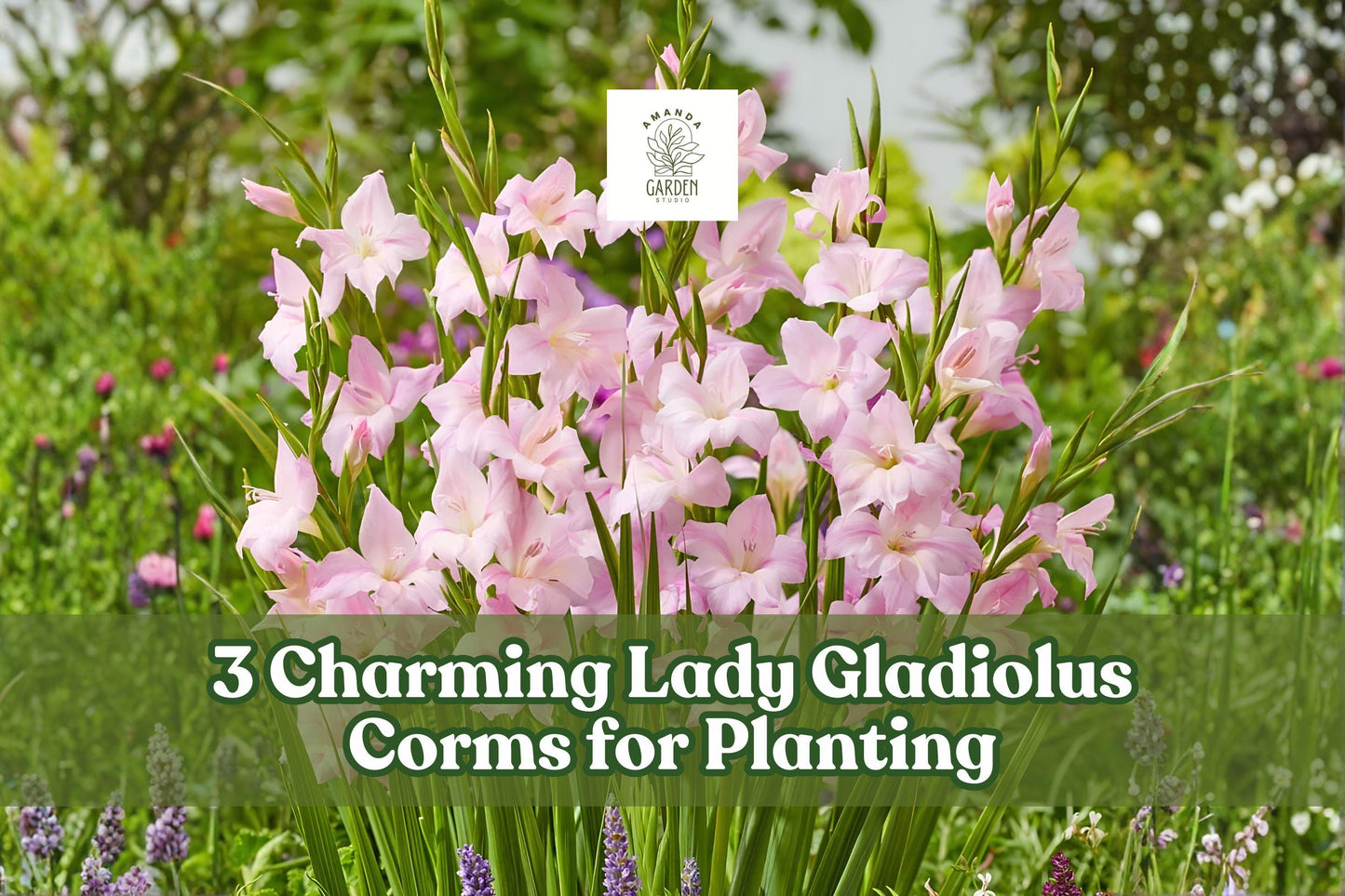 Charming Lady Gladiolus Corms – Pink Sword Lily Bulbs for Garden, Summer Flowering, Hardy Gladiolus, Outdoor Planting, 3 Pack