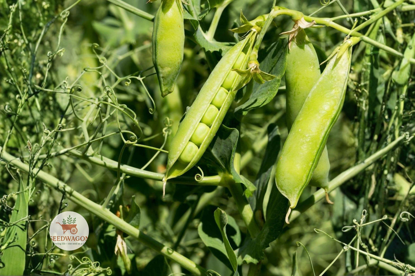 Little Marvel Pea Seeds,Heirloom Garden Peas,Non-GMO Vegetable Seeds,Compact Pea Plant Seeds,Sweet Pea Garden Seeds,Container Growing Pea Seeds,Cool Season Vegetable Seeds,Vegetable Seed Pack,Edible Garden Pea Seeds,Spring Fall Planting Seeds,High Yield Pea Seeds,Fresh Eating Pea Seeds,Vegetable Garden Seeds