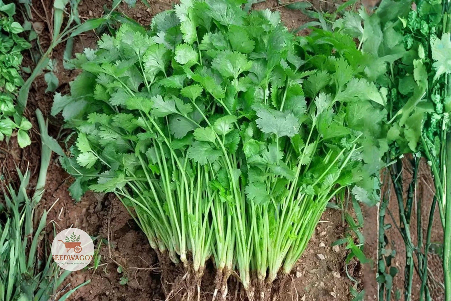 cilantro seeds, heirloom herb seeds, non-GMO cilantro, slow bolt cilantro, culinary herb seeds, kitchen garden seeds, herb garden starter, container herb seeds, green herb seeds, spice garden seeds, cool season herb, organic cilantro seeds, fast growing herb