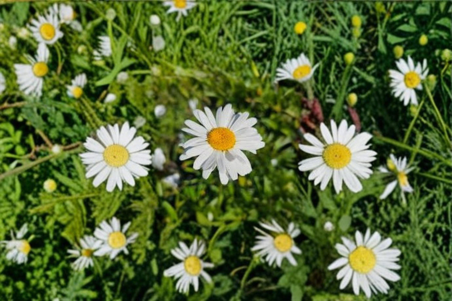Shasta Daisy Seeds 1000 Count – Leucanthemum × superbum Perennial Flower Seeds for Garden Beds & Borders