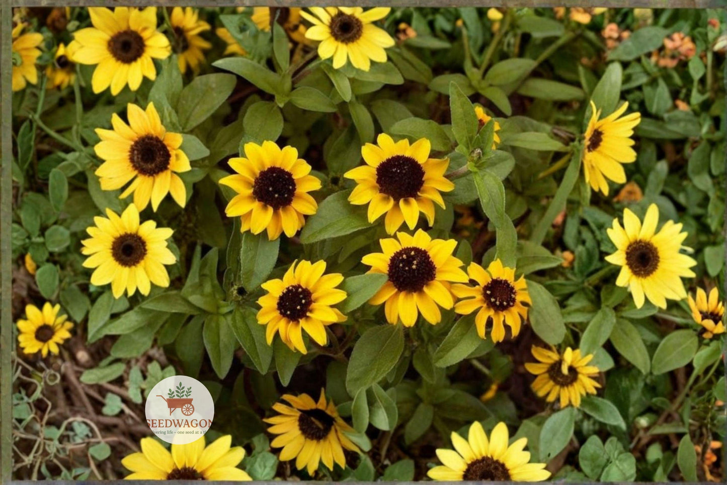 creeping zinnia seeds, Sanvitalia groundcover, yellow daisy flowers, trailing annual plant, pollinator-friendly blooms, rock garden flowers, container garden seeds, border edging plants, sunny landscape groundcover, low-maintenance flowers, summer fall blooms, hanging basket flowers, warm-season annuals