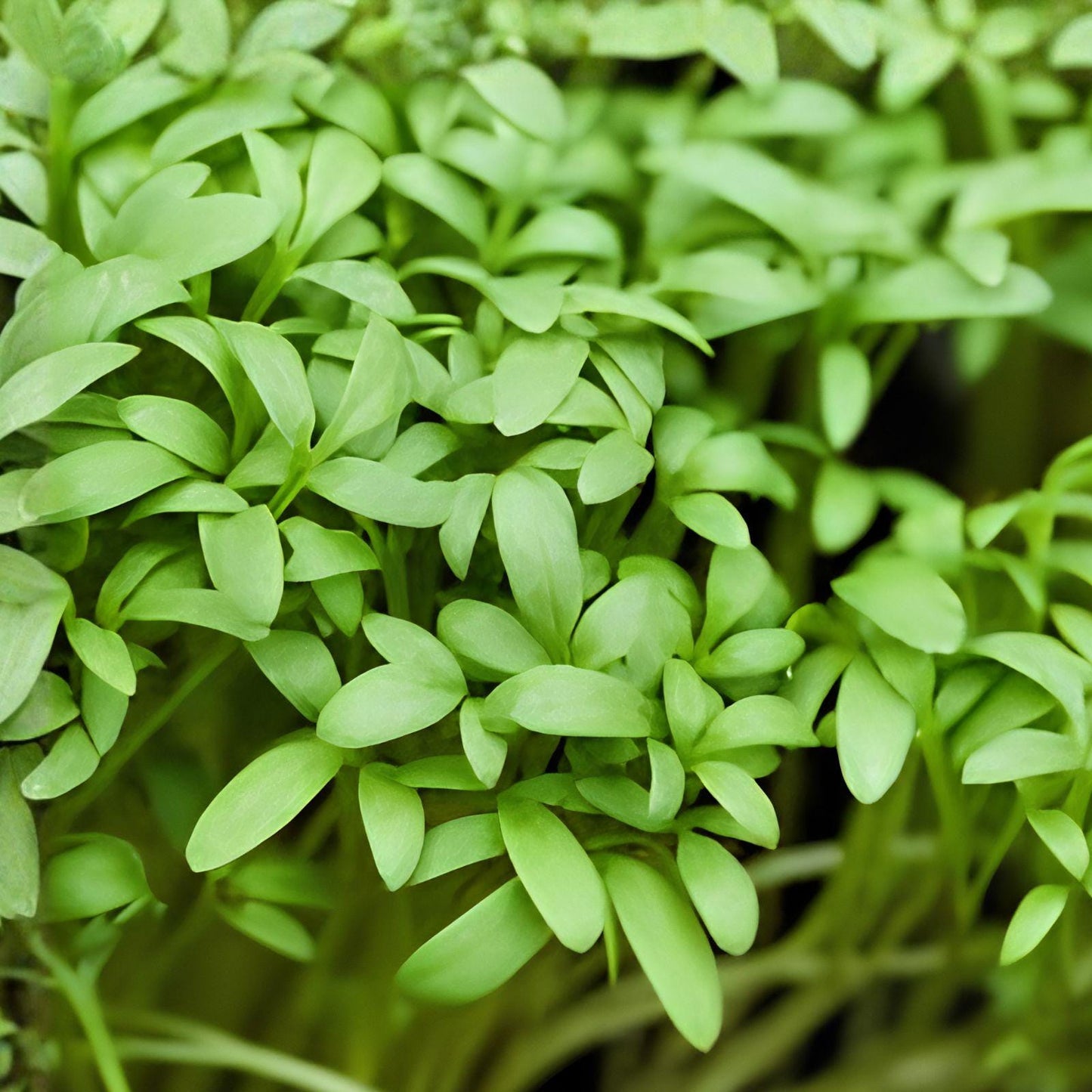 Pepper Cress Seeds, Edible Microgreens, Fast-Growing Lepidium sativum, Kitchen Garden, Container & Indoor Growing, 75 Seeds