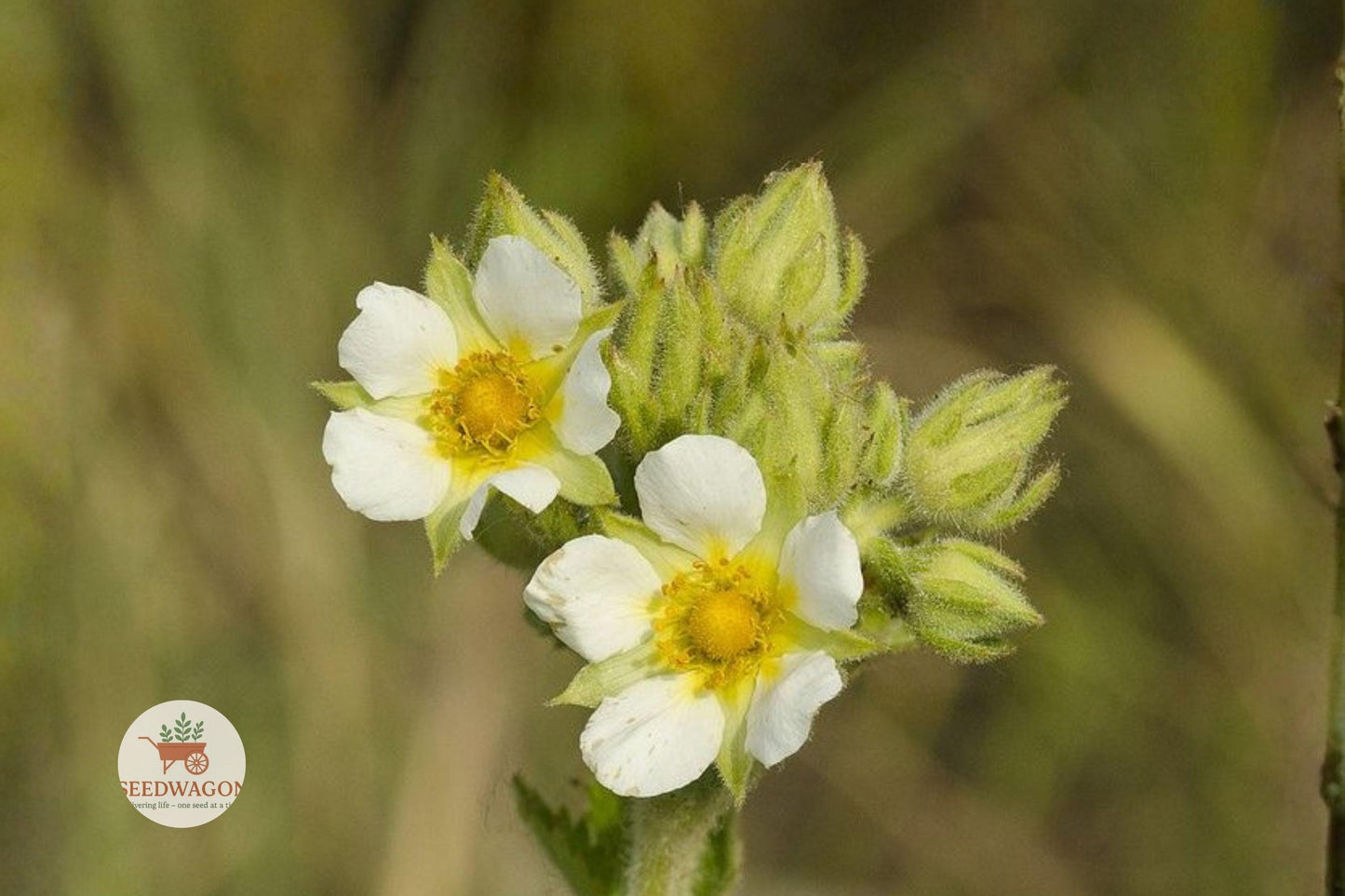 prairie wildflower seeds, white flower seeds, native plant seeds, pollinator garden seeds, drought tolerant seeds, perennial flower seeds, meadow planting seeds, wildflower seed packet, native prairie seeds, bee attracting seeds, butterfly garden seeds, low maintenance seeds, summer bloom seeds