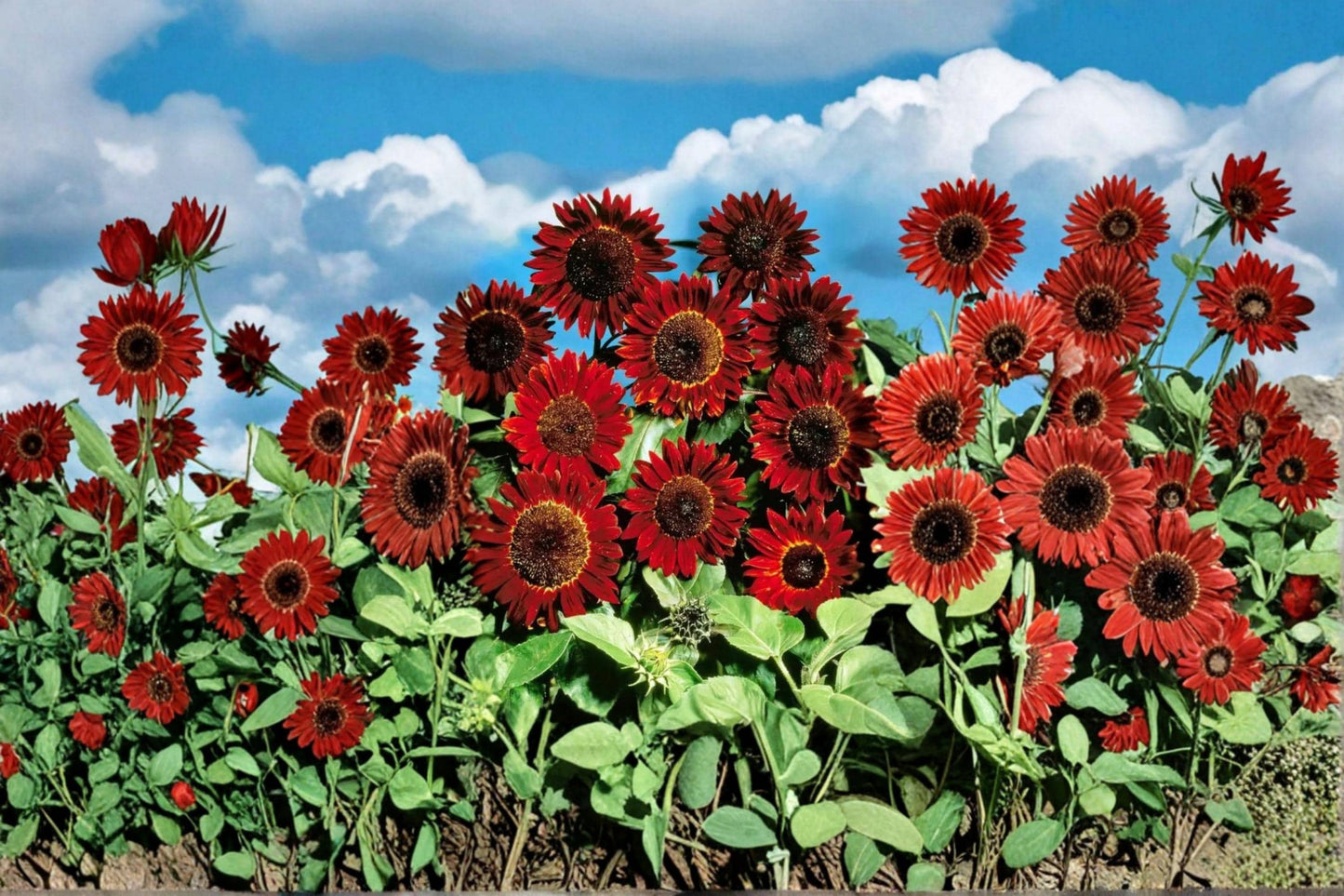 Red Sunflower Seeds – Helianthus annuus, Annual Flowering Plant for Garden Beds & Borders, Full Sun, 50 Seeds