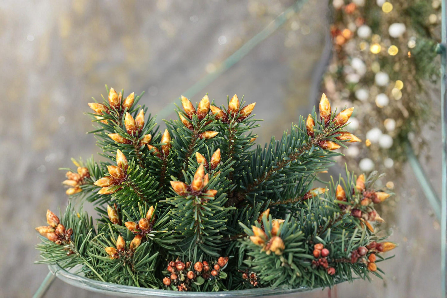 Blue Douglas Fir Seeds – Pseudotsuga menziesii Evergreen Conifer Tree for Landscaping & Outdoor Planting