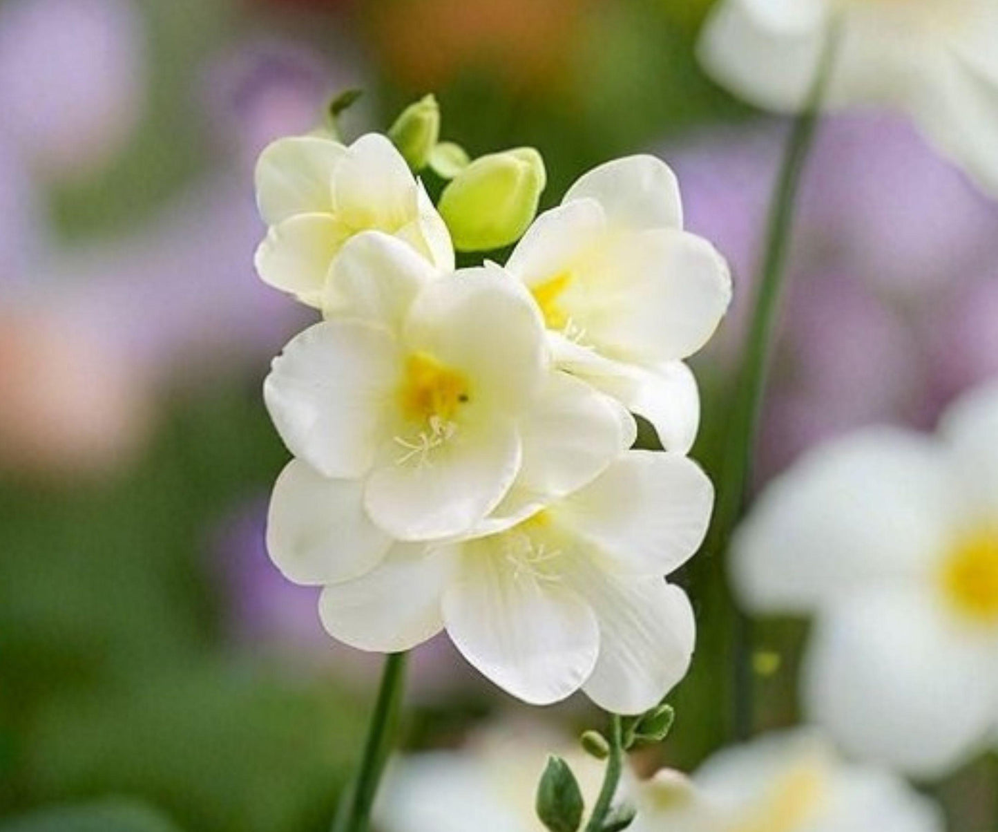 Freesia White Wonder Collection – 30 Bulbs, Fragrant White Spring Flowers for Gardens & Containers, Freesia hybrids