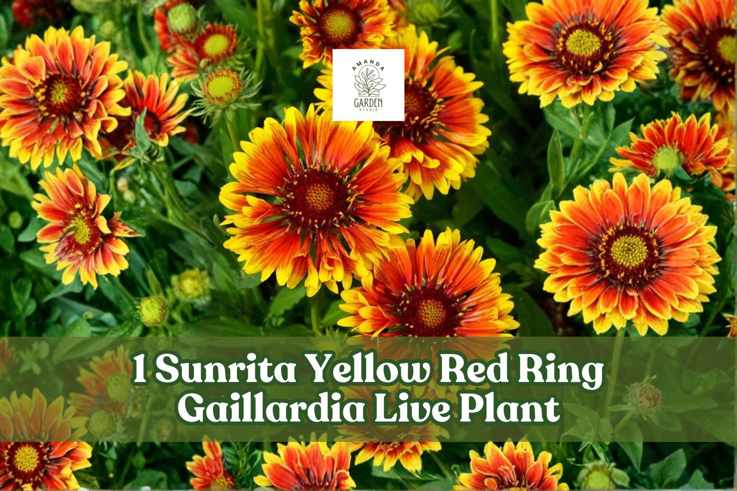 Gaillardia aristata Sunrita Yellow Red Ring Blanket Flower Live Plant Plug, Bicolor Yellow and Red, Compact Perennial for Borders & Containers