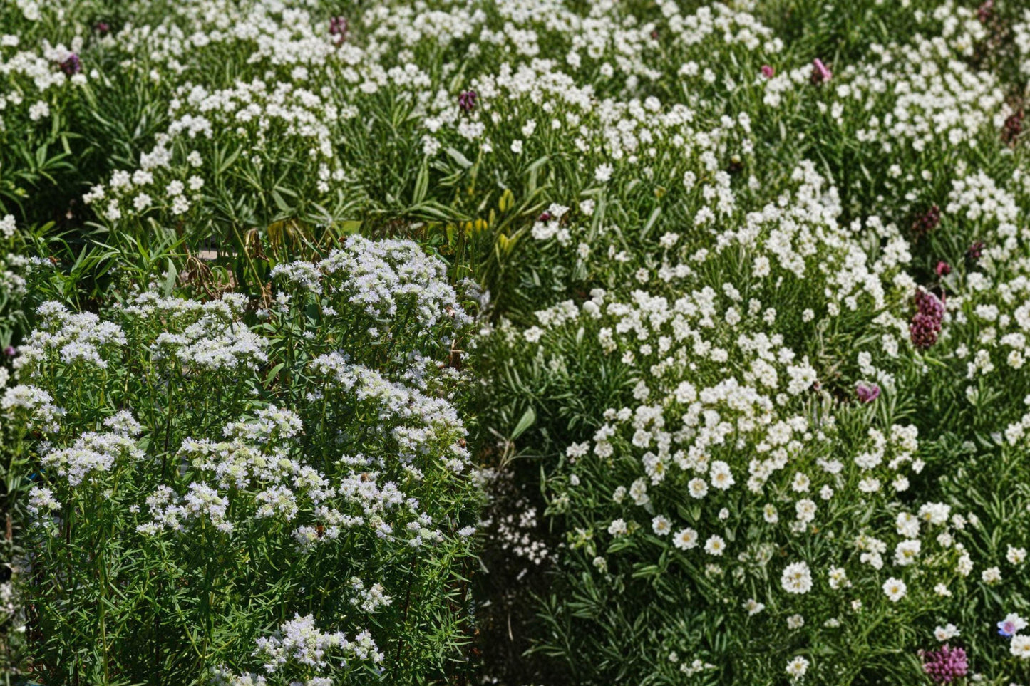 Mountain Wild Mint Seeds - Aromatic Perennial Herb for Sun & Shade Gardens, Culinary & Herbal Uses, Attracts Pollinators, 300 Seeds