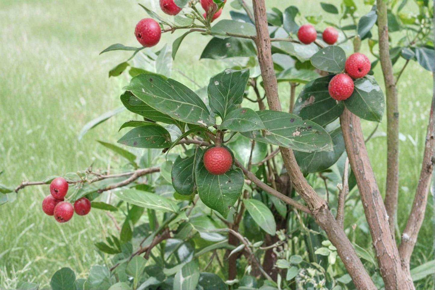 African Red Peach Tree Seeds – Nauclea latifolia, Tropical Fruit Tree, Garden Plant, Edible Red Fruit, Full Sun, Well-Drained Soil