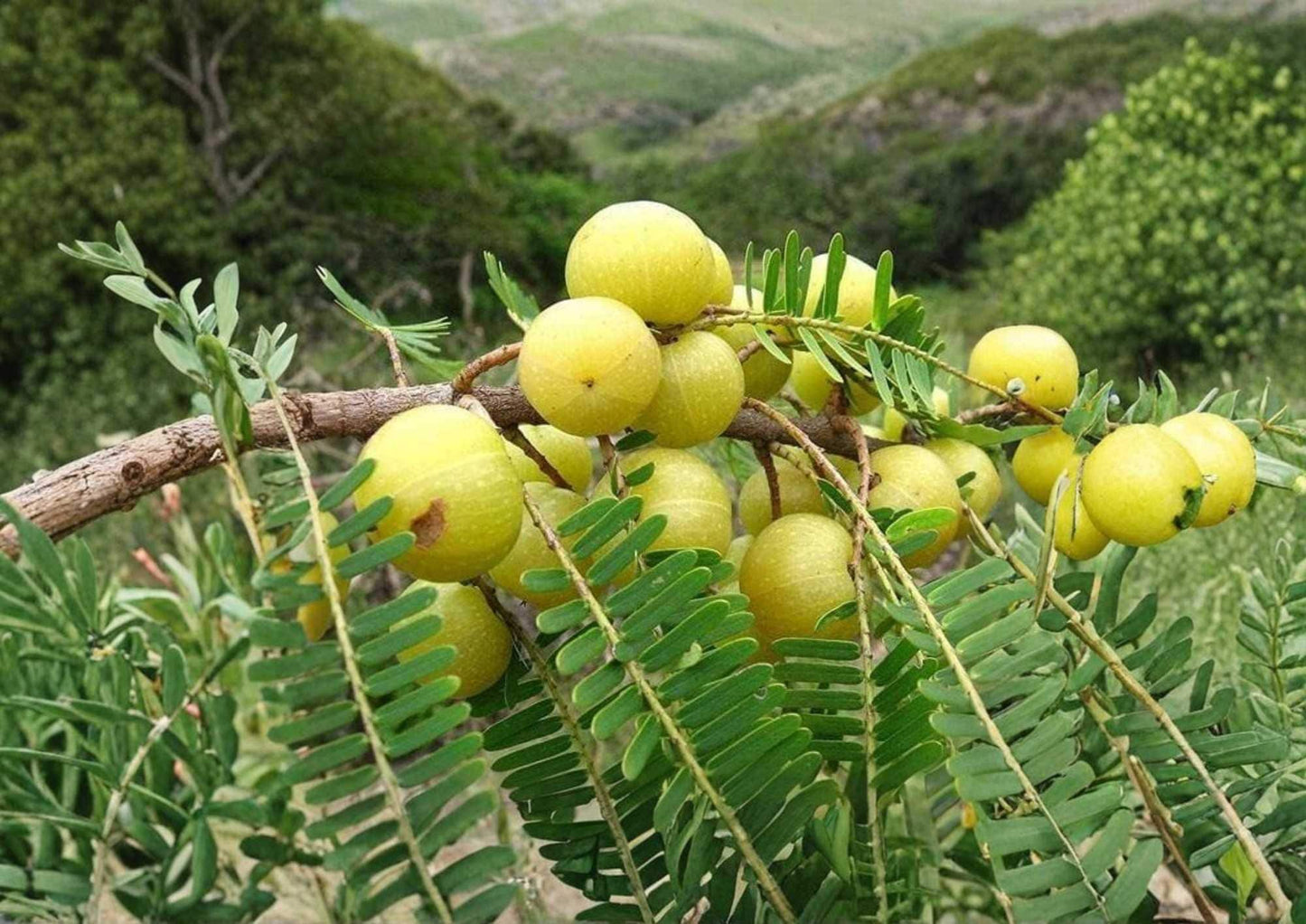 Indian Gooseberry Live Tropical Fruit Tree – Emblica officinalis, Amla Tree, Edible Green Fruit, Tropical Landscape Plant