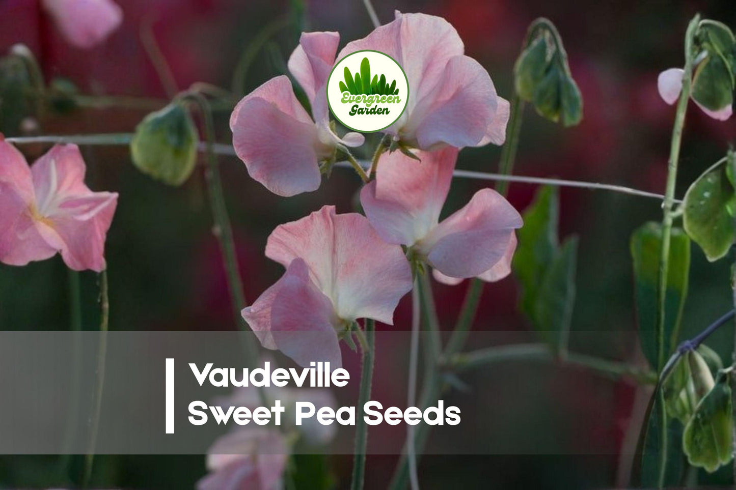 50+ Vaudeville Sweet Pea Seeds – Deep Purple Fragrant Climbing Vine for Gardens & Cut Flowers | Lathyrus odoratus
