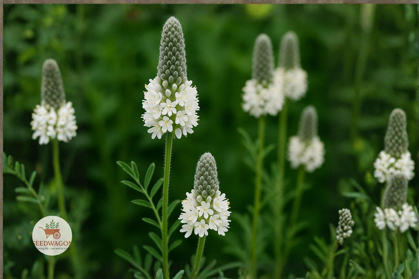 white prairie clover seeds, native pollinator wildflower, dalea candida seeds, drought-tolerant wildflower, prairie restoration plant, meadow garden seeds, pollinator attractor, summer blooming seeds, perennial wildflower, native prairie plant, low maintenance seeds, wildflower seed packet, bee butterfly friendly