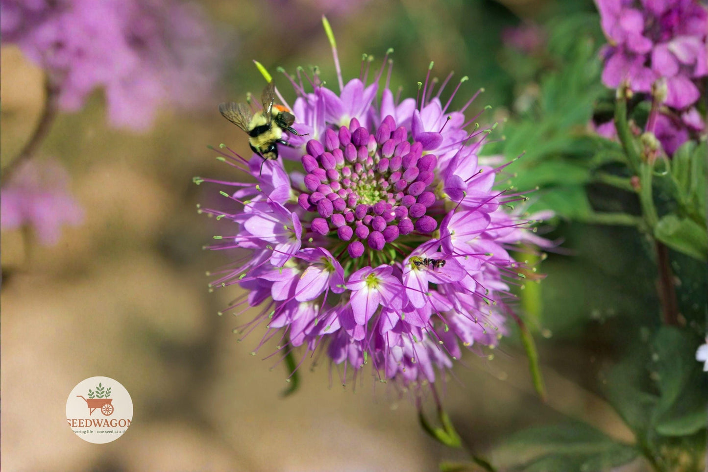 rocky mountain bee plant seeds, cleome serrulata wildflower, pink pollinator seeds, drought-tolerant annuals, native prairie flowers, meadow wildflower seeds, bee attracting seeds, hummingbird garden plant, summer bloom wildflower, native plant seeds, tall pink flower seeds, pollinator garden seeds, wildflower seed packet