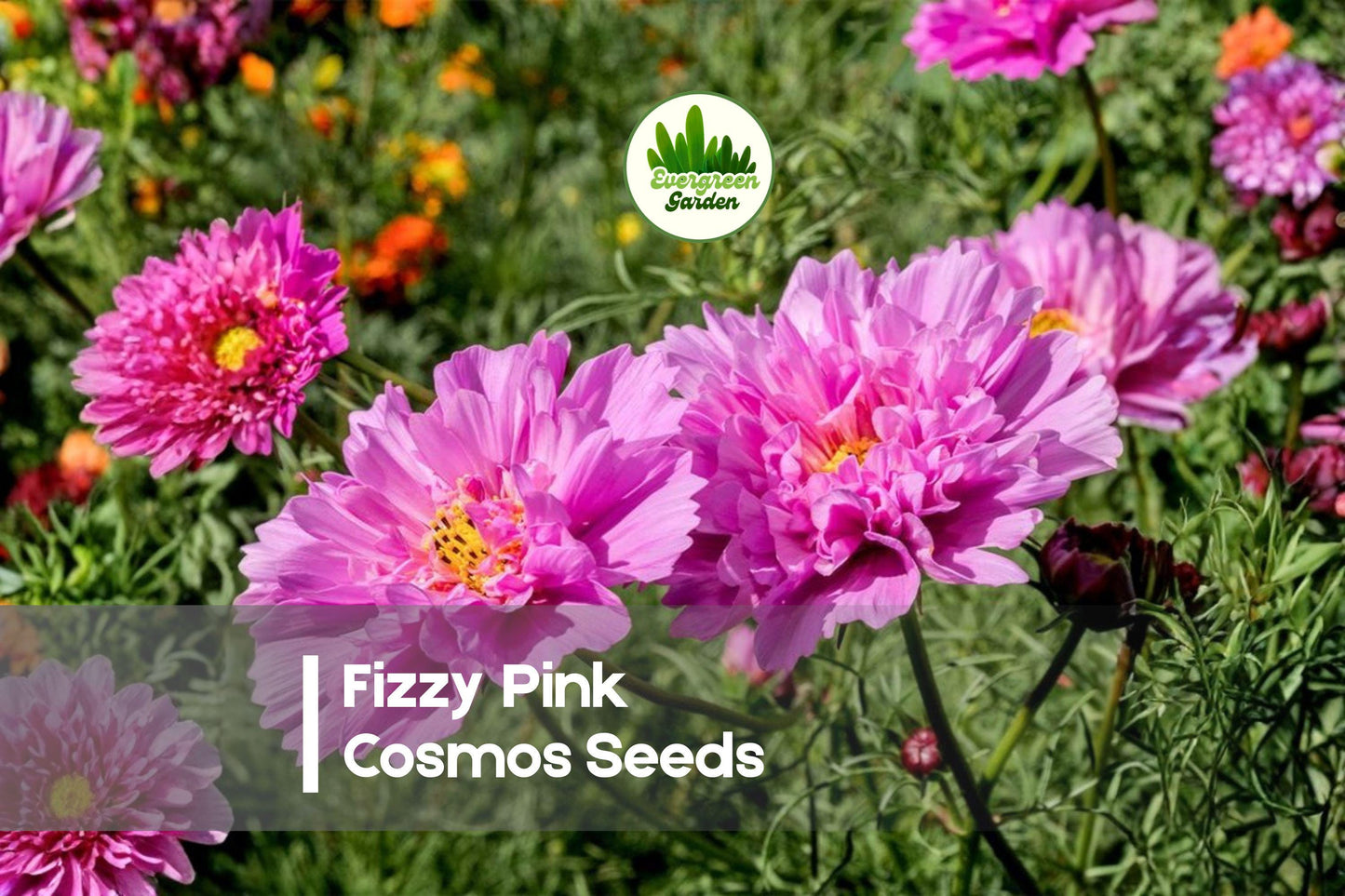 200 Fizzy Pink Cosmos Seeds - Pink Frilled Blooms, Cosmos bipinnatus, Cottage Garden, Pollinator Friendly, Summer to Fall