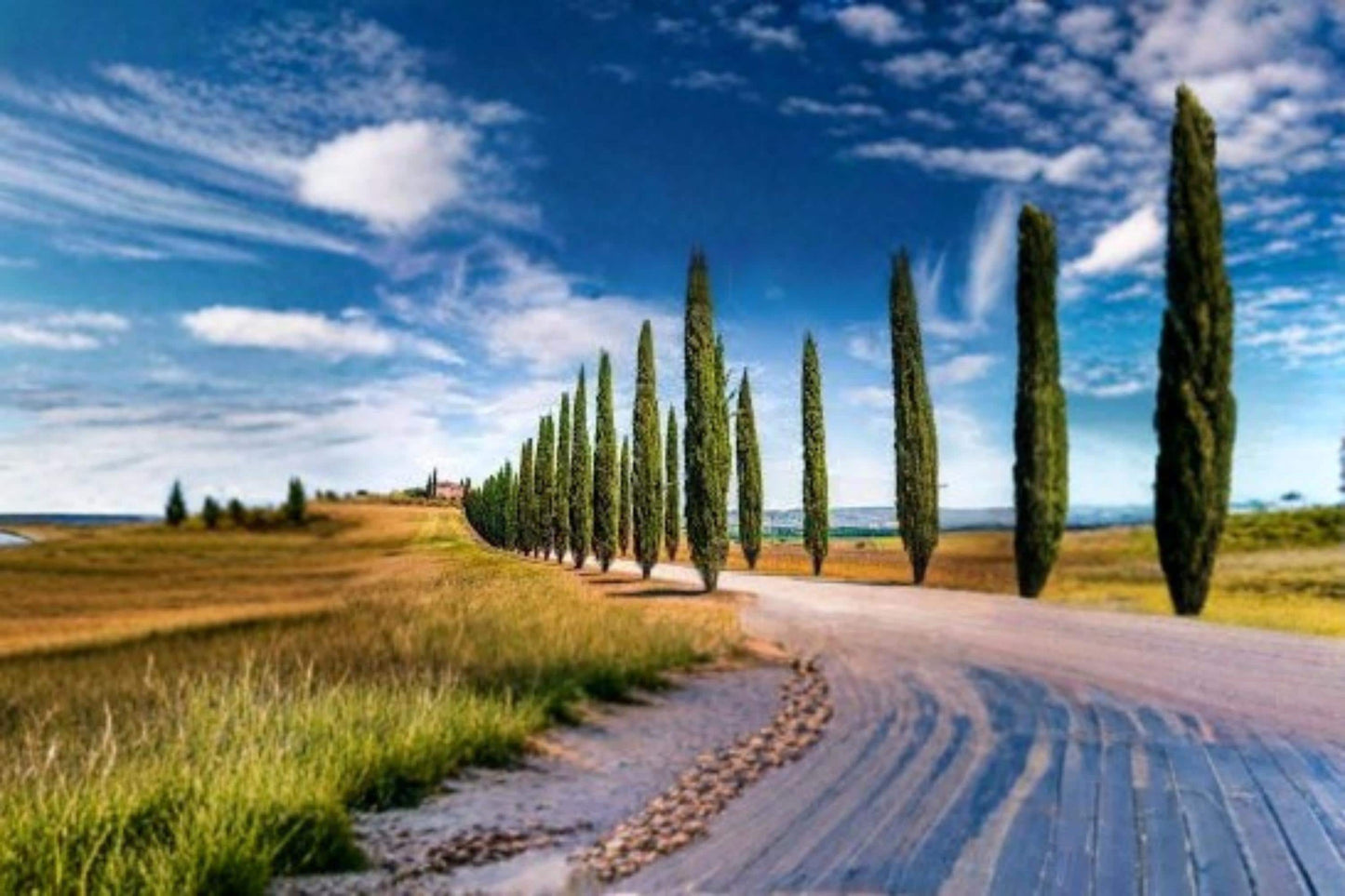 Italian Cypress Seeds 50 Pack | Cupressus sempervirens Evergreen Tree for Landscaping & Windbreaks