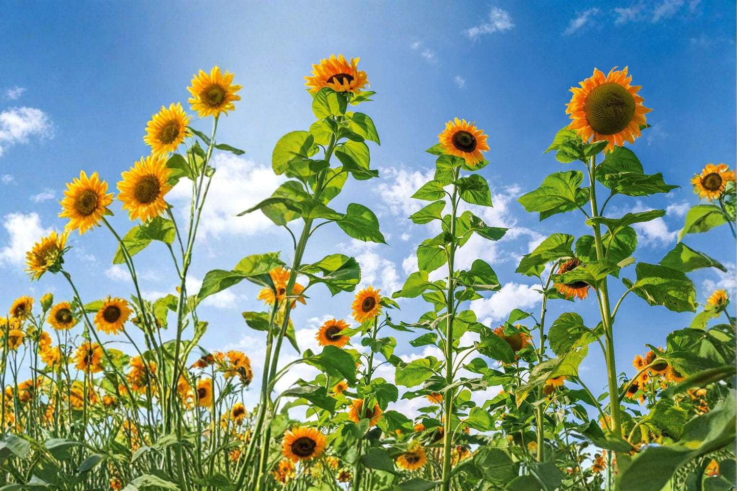 Skyscraper Sunflower Seeds 22 Pack Tall Helianthus annuus Yellow Flowering Annual for Garden Beds