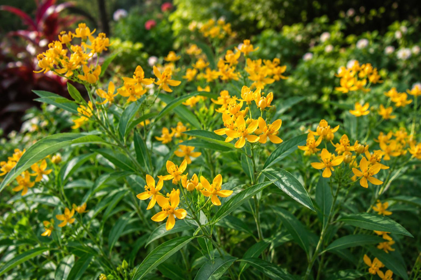 Yellow Ground Orchid Plant - Terrestrial Dendrobium spp. for Shade Gardens, Indoor, Tropical, Low-Light