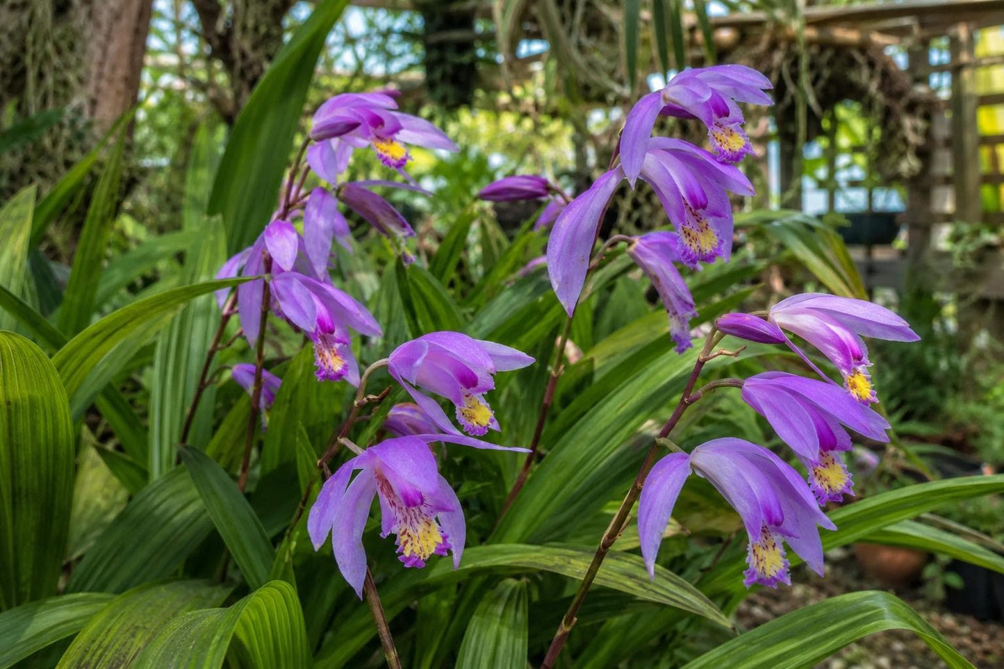Bletilla Orchid Plant - Lavender Ground Orchid - Bletilla striata 'Kate' - Hardy Perennial for Shade Gardens and Containers