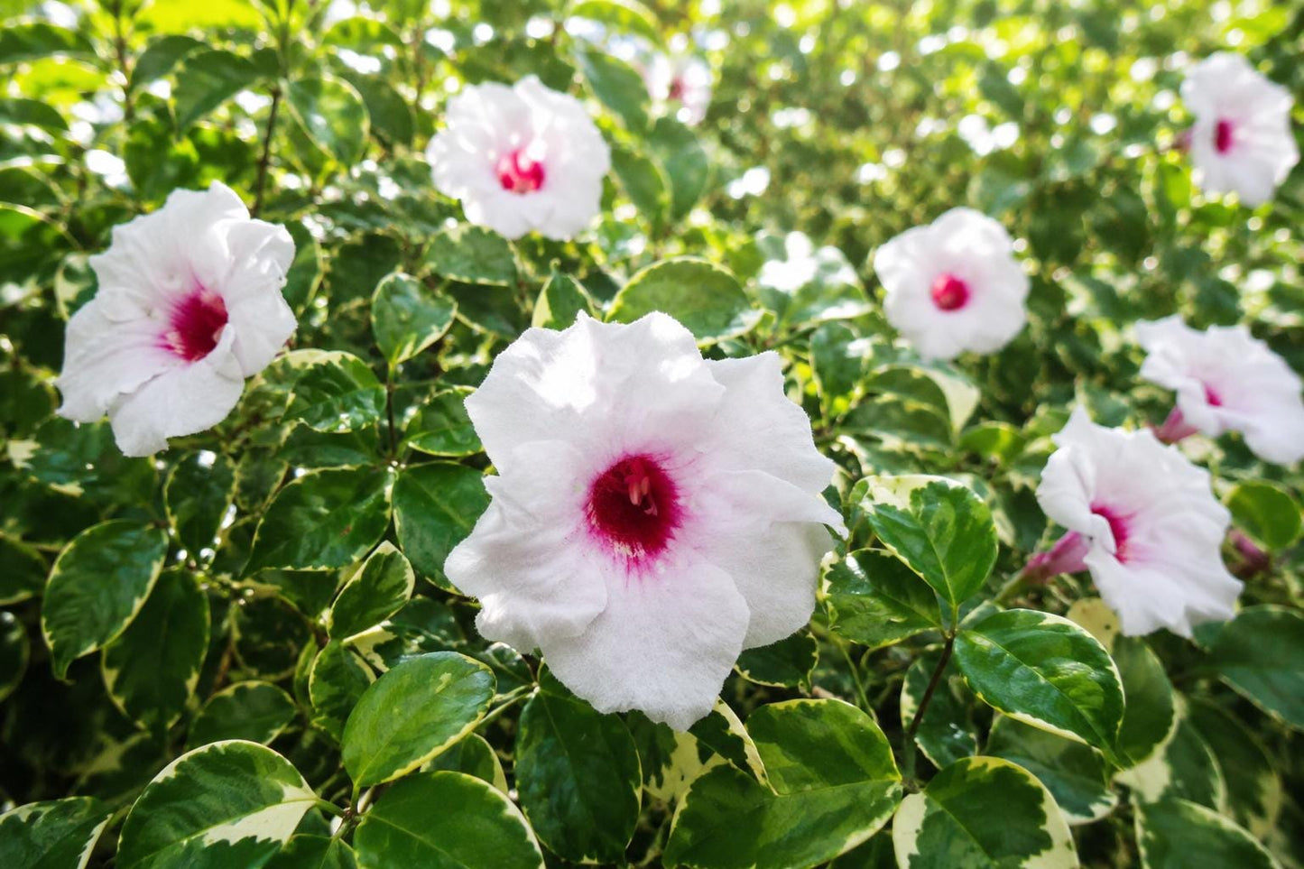 Variegated Weigela Plants | 2 Bare Roots | Colorful Foliage & Pink Flowers | Weigela florida 'Variegata'