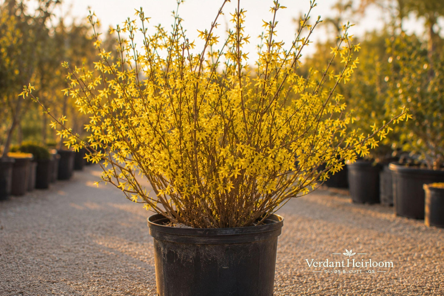 Forsythia Bush Cuttings 12 Unrooted Live Plants 6–8 Inches Bright Yellow Flowers Garden Shrubs